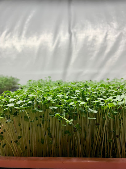Nature Garnish Microgreens