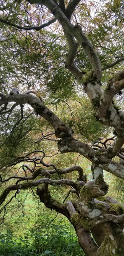 History Museum «Bush House Museum», reviews and photos, 600 Mission St SE, Salem, OR 97302, USA