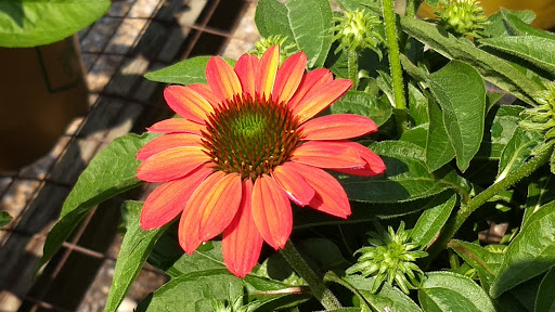 Landscaper «Garden Greenhouse & Nursery», reviews and photos, 1919 U.S. 9, Cape May Court House, NJ 08210, USA