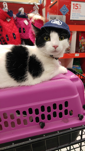 Pet Supply Store «Petco Animal Supplies», reviews and photos, 309 Worth Ave #123, Stafford, VA 22554, USA