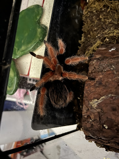 Reptile Store «Reptile Pets Direct», reviews and photos, 8088 Pat Booker Rd, Live Oak, TX 78233, USA