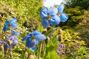 Branklyn Garden image