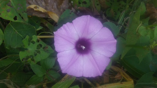 Park «Lakewood Park», reviews and photos, 7143 Williamson Rd, Dallas, TX 75214, USA