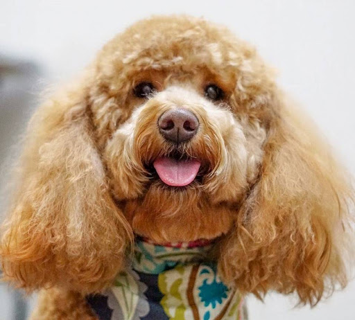 Pet Supply Store «Odyssey Pets», reviews and photos, 14999 Preston Rd #400a, Dallas, TX 75254, USA