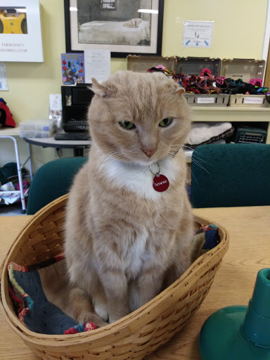 Animal Shelter «Coastal Humane Society», reviews and photos