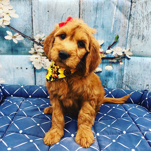 Pet Store «Happiness Is Pets Vi», reviews and photos, 616 E Roosevelt Rd, Lombard, IL 60148, USA