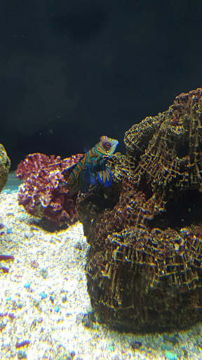 Aquarium «Aquarium World», reviews and photos, 13157 Northwest Fwy, Houston, TX 77040, USA