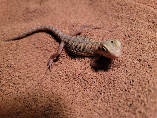 Pet Store «Southside Aquatics», reviews and photos, 2039 Pleasanton Rd, San Antonio, TX 78221, USA