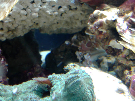 Pet Store «Pet Cove», reviews and photos, 820 E Center St, Kingsport, TN 37660, USA