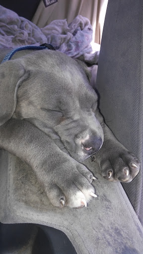 Pet Supply Store «PetSmart», reviews and photos, 2730 Pacific Coast Hwy, Torrance, CA 90505, USA