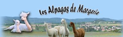 Les Alpagas de Margerie à Margerie-Chantagret