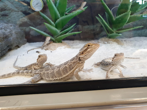 Pet Supply Store «Petco Animal Supplies», reviews and photos, 8161 Beverly Blvd, Los Angeles, CA 90048, USA