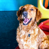 Positive Approach Dog Training & Daycare - Photo 5 - Car repair in Tacoma, WA, Tacoma