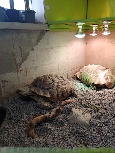 Pet Store «Tye-Dyed Iguana - Reptiles», reviews and photos, 1905 W U.S. 50, Fairview Heights, IL 62208, USA