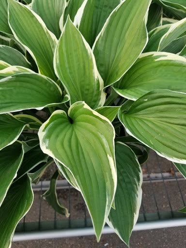 Garden Center «Blooms at Belle Mead», reviews and photos, 1980 US-206, Belle Mead, NJ 08502, USA