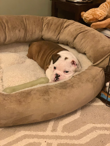 Pet Store «Charm City Puppies», reviews and photos, 8205 Snowden River Pkwy, Columbia, MD 21045, USA