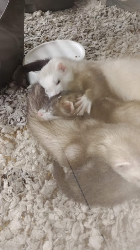 Pet Supply Store «Petco Animal Supplies», reviews and photos, 10055 Wellington Rd, Manassas, VA 20110, USA