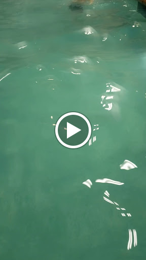 Water Park «Soaring Eagle Waterpark and Hotel», reviews and photos, 5665 E Pickard Rd, Mt Pleasant, MI 48858, USA