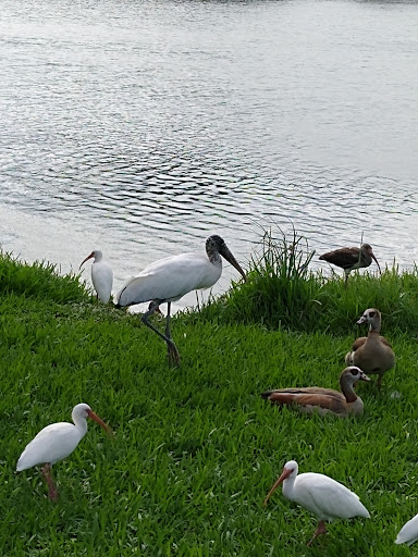 Park «Oak Lake Park», reviews and photos, 3190 N 56th Ave, Hollywood, FL 33021, USA