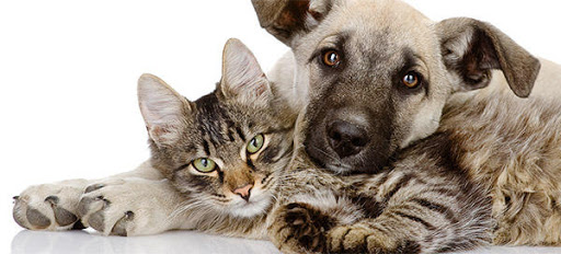 Pet Supply Store «Dog Day Afternoon», reviews and photos, 2527 Frank Scott Pkwy W, Belleville, IL 62223, USA