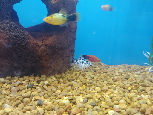 Pet Supply Store «Petco Animal Supplies», reviews and photos, 3384 Tyler St, Riverside, CA 92503, USA