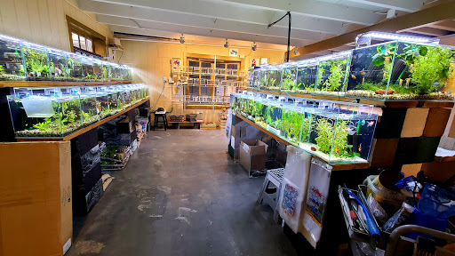 Cuboid Nature Aquarium