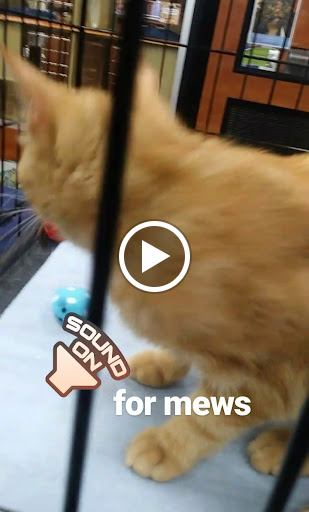 Pet Supply Store «PetSmart», reviews and photos, 3101 Market Center Drive, Morrisville, NC 27560, USA