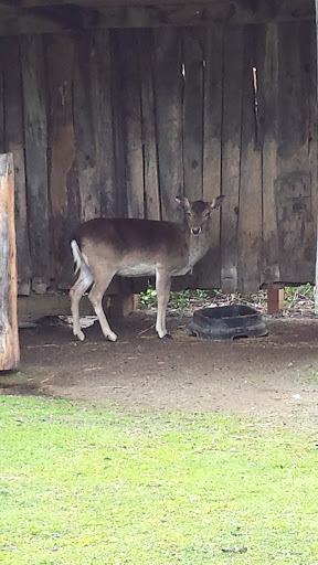 Zoo «NEW Zoo & Adventure Park», reviews and photos, 4378 Reforestation Rd, Green Bay, WI 54313, USA