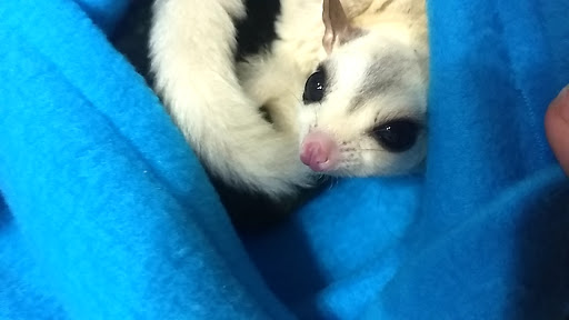 Pet Store «The Pet Glider, Glider World», reviews and photos, 11407 Craighead Dr, Houston, TX 77025, USA