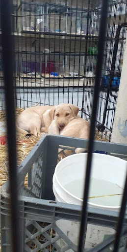 Pet Store «Teske Pet & Garden», reviews and photos, 2423 16th St, Moline, IL 61265, USA