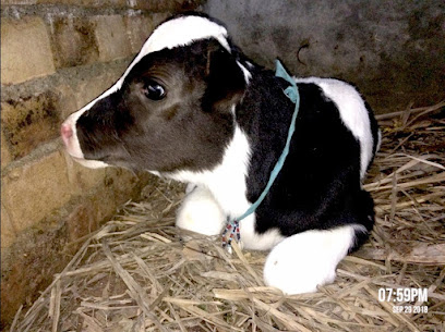 Doctors Dairy Farm Fazalabad