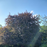 Photo n°5 de l'avis de Thomas.a fait le 26/08/2022 à 05:56 sur le  Café Lindauhof - Landarzthaus à Boren