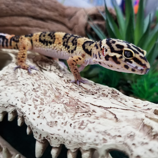 Pet Supply Store «Pet Supreme», reviews and photos, 12823 Foothill Blvd, Sylmar, CA 91342, USA