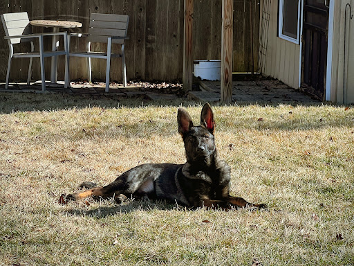 Whited K-9 Services, Inc.