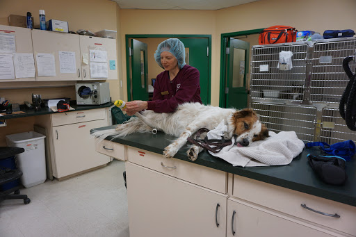 Canmore Veterinary Hospital image