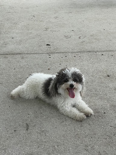 Pet Supply Store «PetSmart», reviews and photos, 6370 W Indiantown Rd, Jupiter, FL 33458, USA