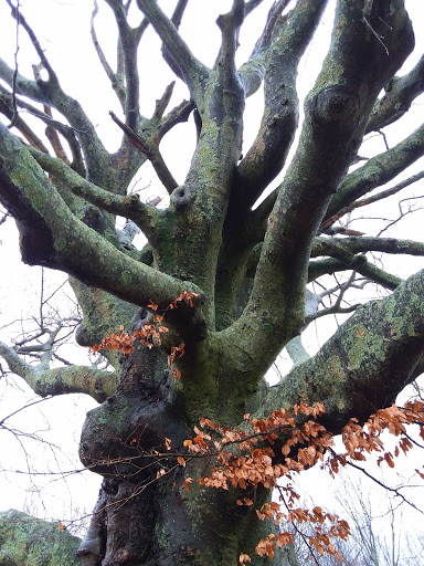 Park «Clasky Common Park», reviews and photos, Purchase St, New Bedford, MA 02740, USA