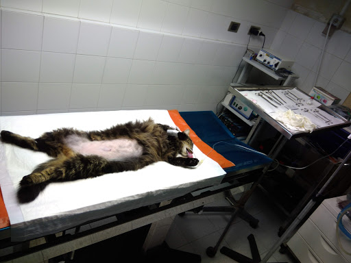 Pensioni per cani e dog hotel a Veterinario (Siracusa)