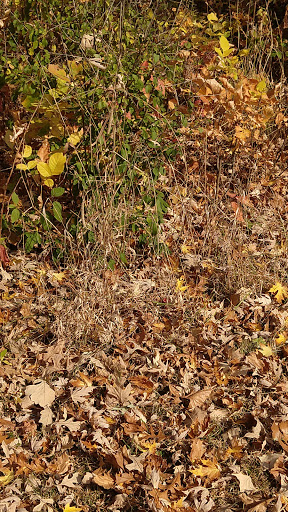 Park «Shawnee Park», reviews and photos, 6515 Scheel Dr, Woodbury, MN 55125, USA