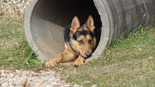 Dog Trainer «Awesome Dawgs Dog Training LLC», reviews and photos, 3052 Pricetown Rd, Temple, PA 19560, USA