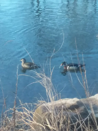 Park «Edgewood Park», reviews and photos, Edgewood Ave, New Haven, CT 06511, USA