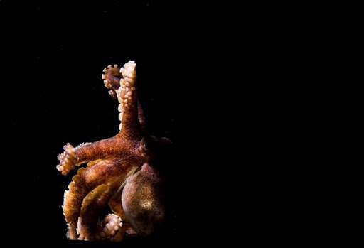 Aquarium Shop «Wet Pets by Steve», reviews and photos, 504 W Main St, Norman, OK 73069, USA