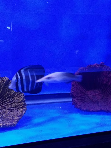 Aquarium «Aquatica», reviews and photos, 800 Clanton Rd H, Charlotte, NC 28117, USA