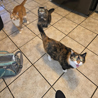 Susan's Pampered Pet Care, LLC - Photo 3 - Car repair in Naugatuck, CT, New Haven