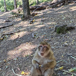 Photo n° 1 de l'avis de Sébastien.E fait le 12/08/2022 à 16:22 pour La Montagne des Singes à Kintzheim