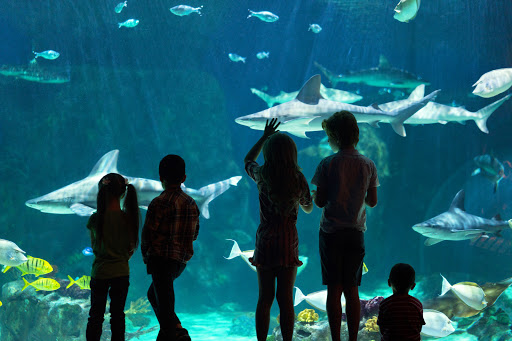 Aquarium «Loveland Living Planet Aquarium», reviews and photos, 12033 Lone Peak Pkwy, Draper, UT 84020, USA