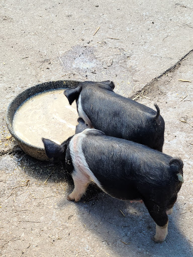 Farm «Clarks Elioak Farm LLC», reviews and photos, 10500 Clarksville Pike, Ellicott City, MD 21042, USA