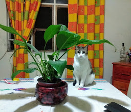 PROCURADURIA AMBIENTAL Y DEL ORDENAMIENTO TERRITORIAL DEL DF. PAOT photo