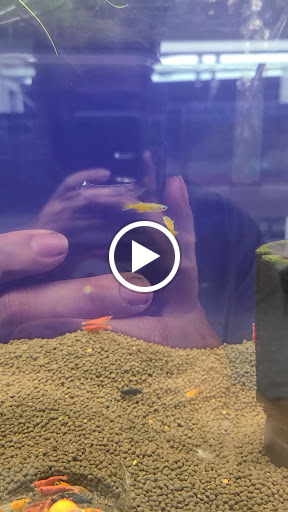 Pet Store «Pet Town», reviews and photos, 7804 Florence Ave, Downey, CA 90240, USA