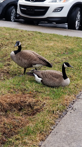 Limousine Service «JACO Limousine & Transportation», reviews and photos, 10300 Linn Station Rd #401, Louisville, KY 40223, USA